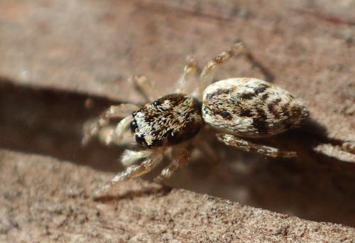 Salticus zebraneus
